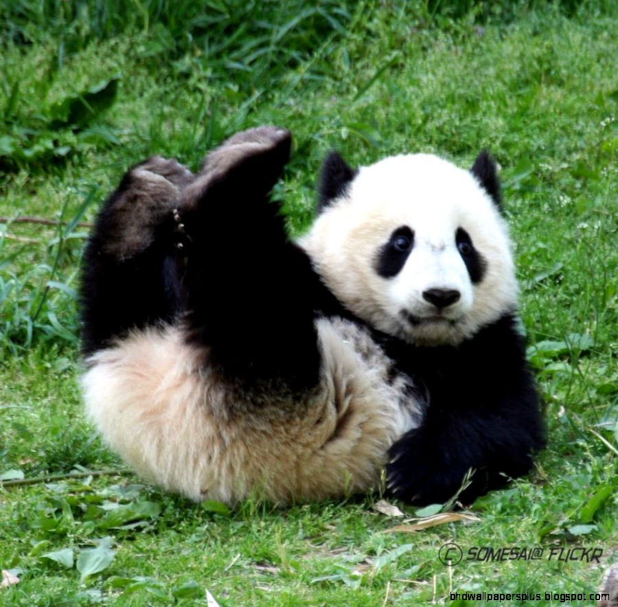 Funny Panda Funny Panda