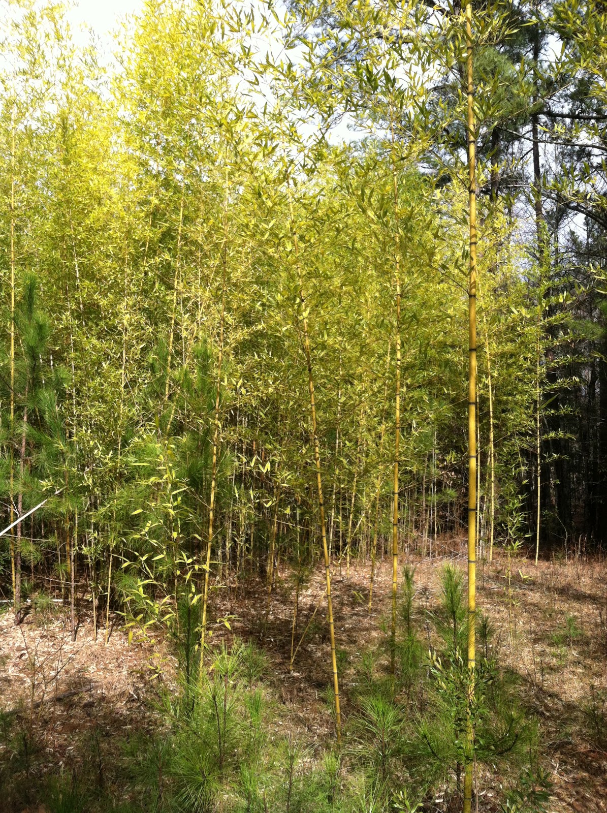 Two Sisters Gardening Bamboo Fastest Growing Plant on Earth
