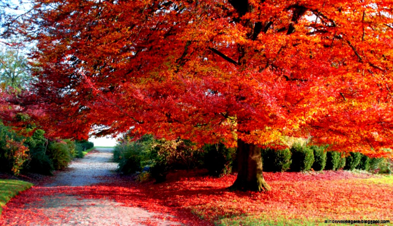 Fall Desktop Wallpapers HD Apple Wallpapers 1080p Fall Desktop Wallpapers HD Apple Wallpapers 1080p