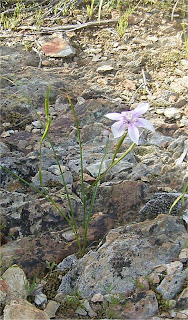 Moraea polyanthos
