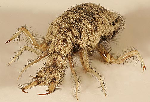 Antlion Insects Morphology Antlion Insects Morphology
