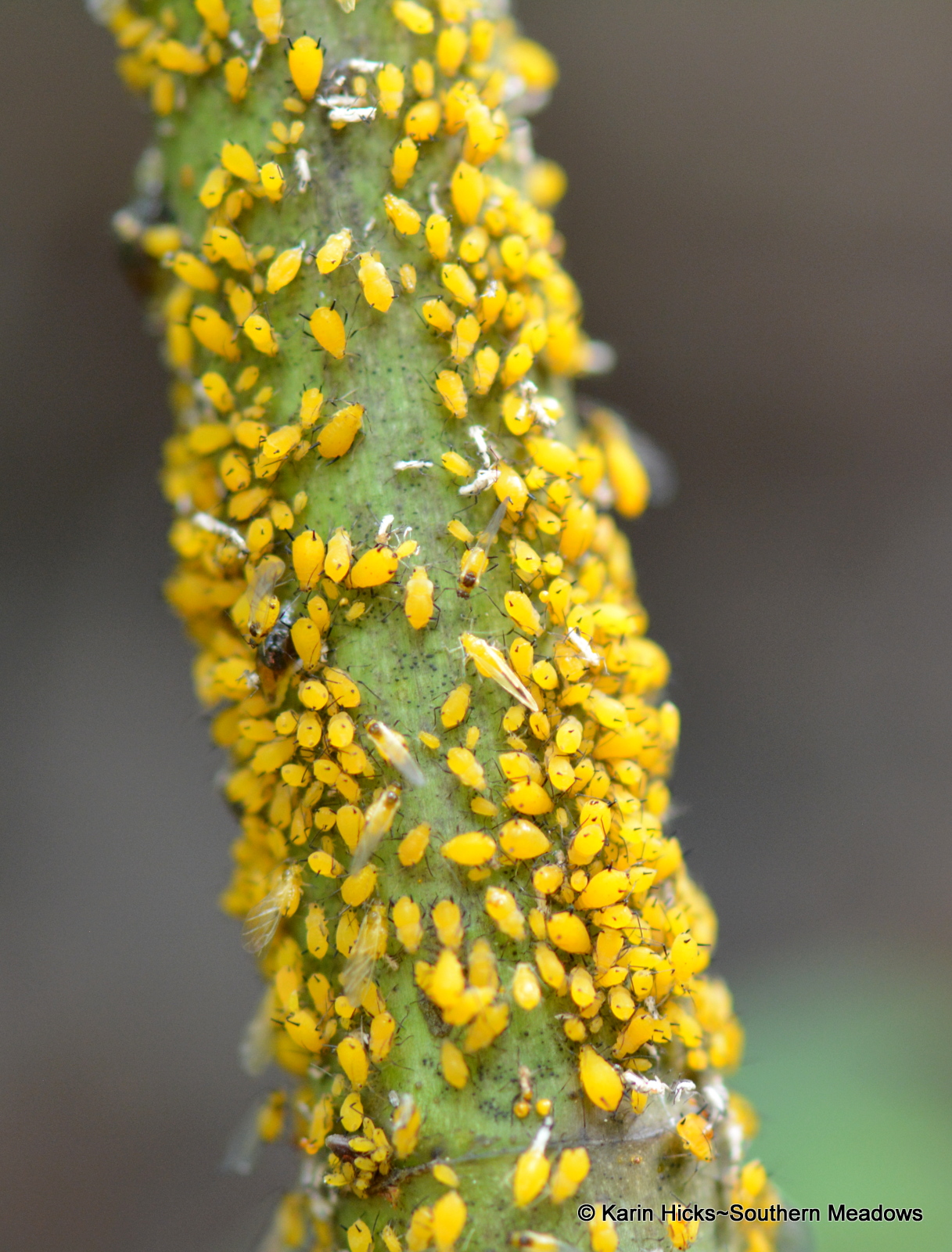 Got Milkweed?
