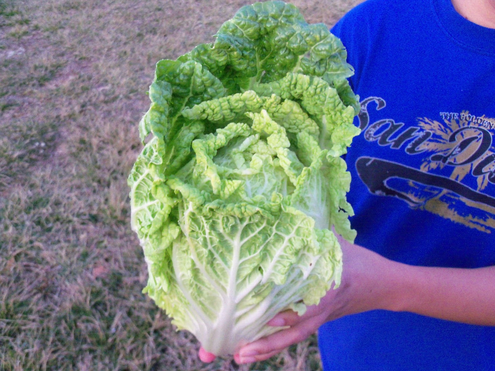 Napa Cabbage ( How To Grow ) Garden The Easy Way
