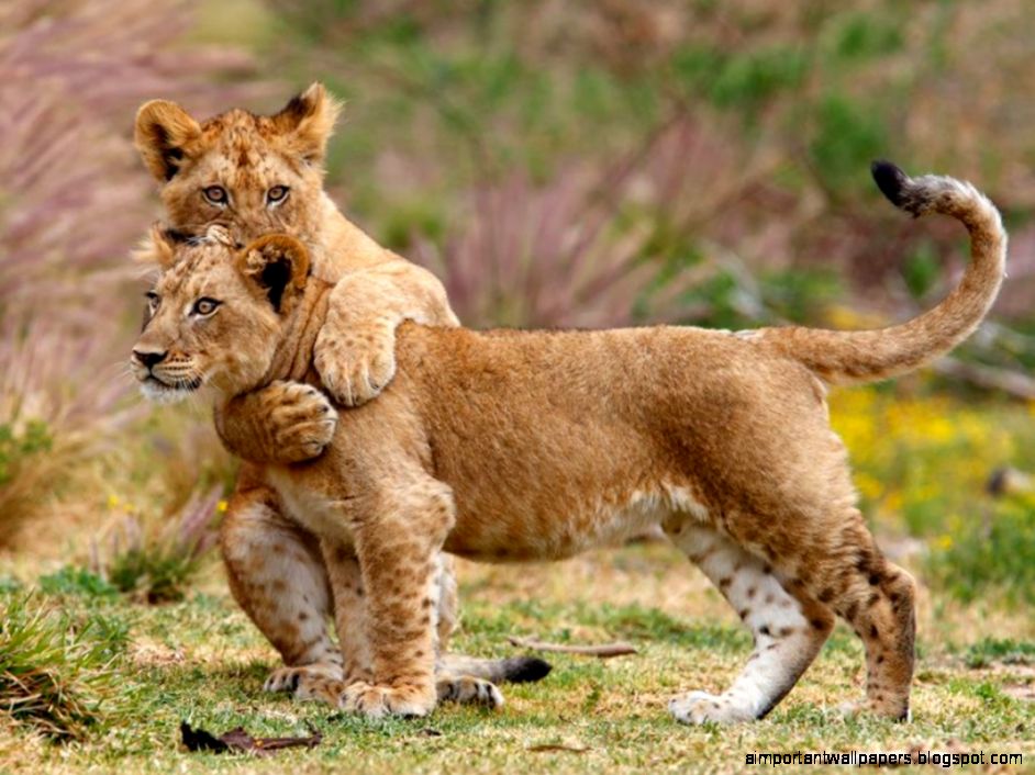 Lion Cubs Wallpapers HD Wallpapers Pictures Images Lion Cubs Wallpapers HD Wallpapers Pictures Images