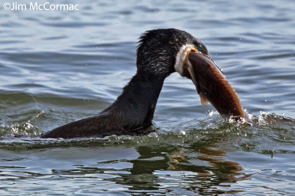 Ohio Birds and Biodiversity Cormorant battles giant fish!