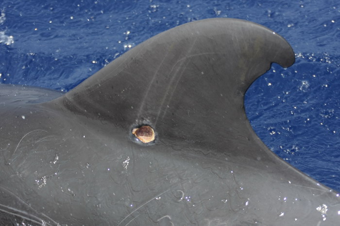 Cookiecutter Shark Bite