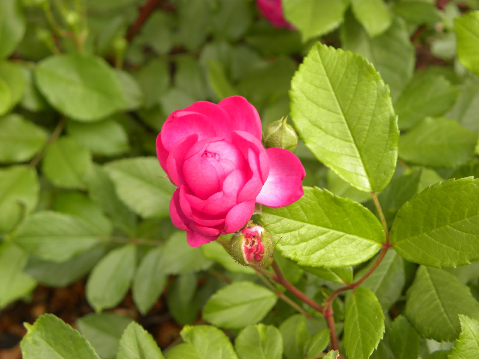 Red Dirt Roses Vineyard Song