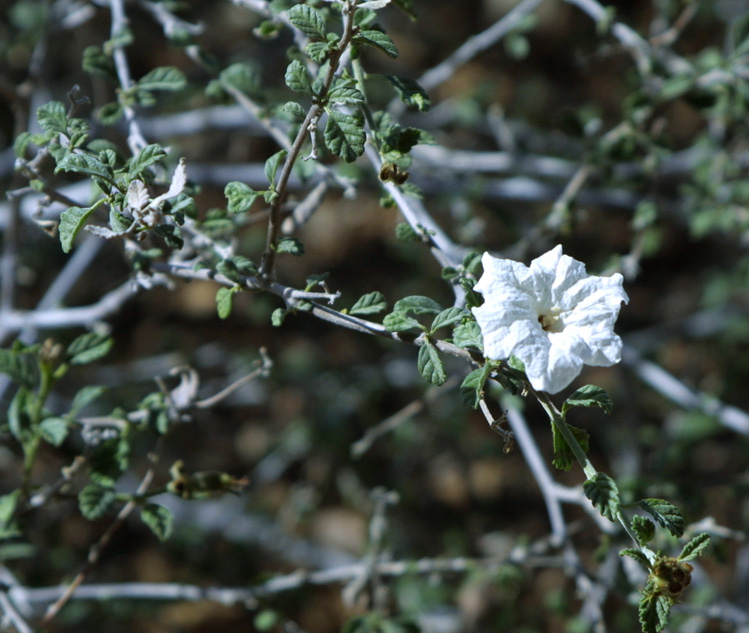 Little Leaf Cordia
