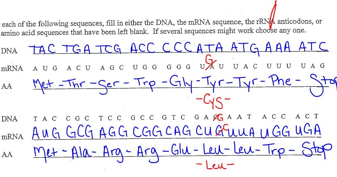 EC Honors Biology: Wrap up translation  into mutations