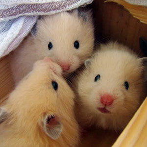 I love Hamsters