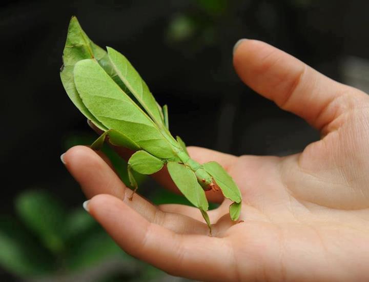 True Leaf Insect The Family Phylliidae Contains The Extant True Leaf