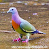 Rare Pink Necked Green Pigeon