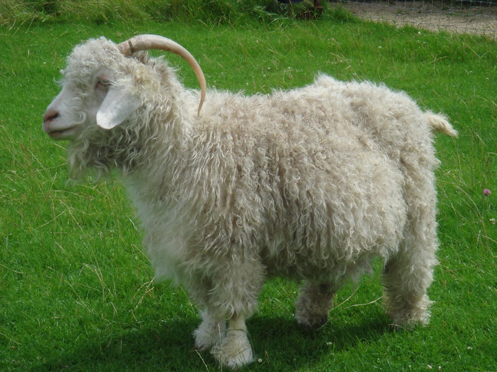 Angora Goat Pets
