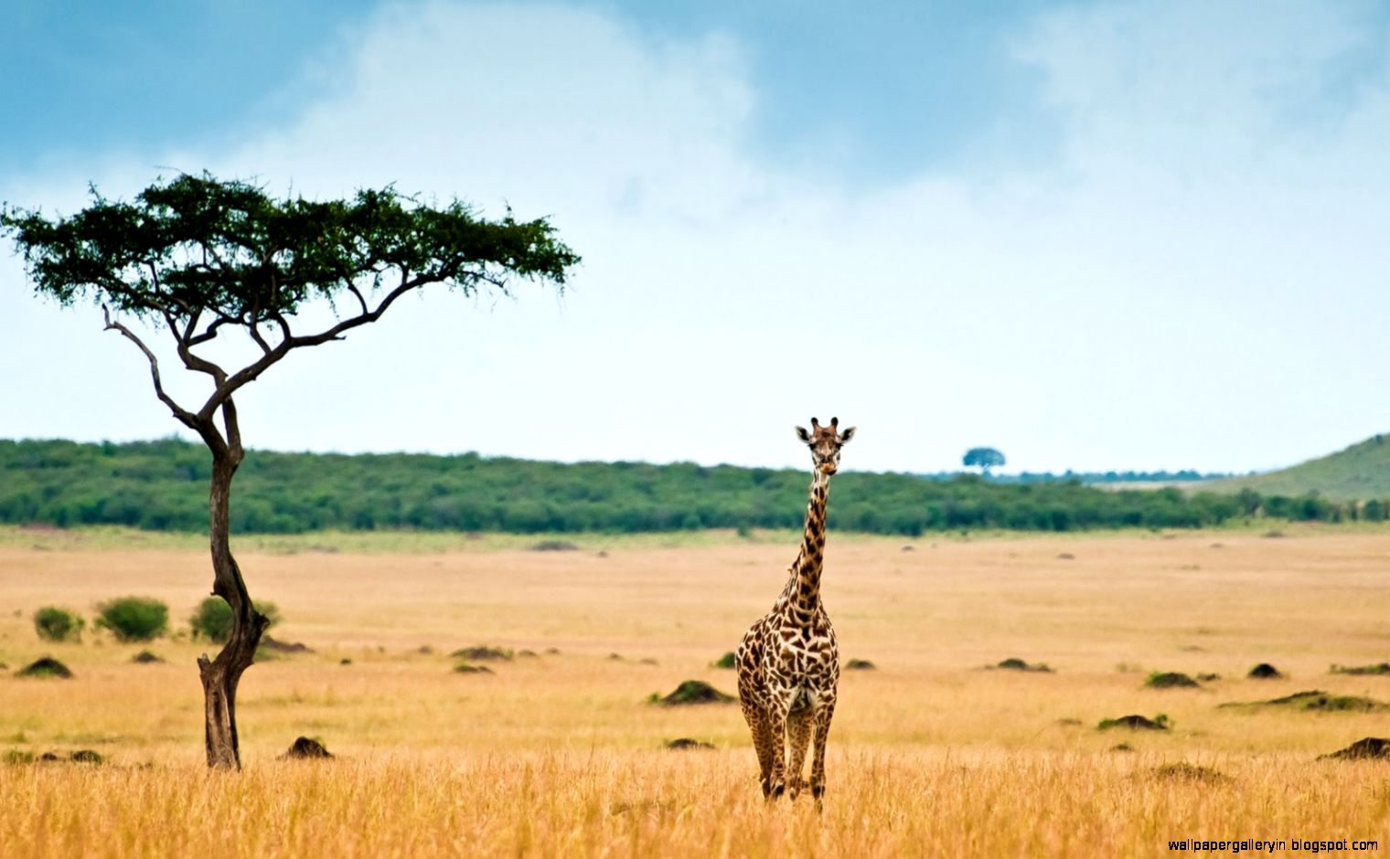 Baby Giraffe Computer Background Baby Giraffe Computer Background