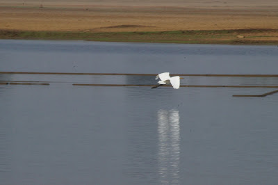 birds in India