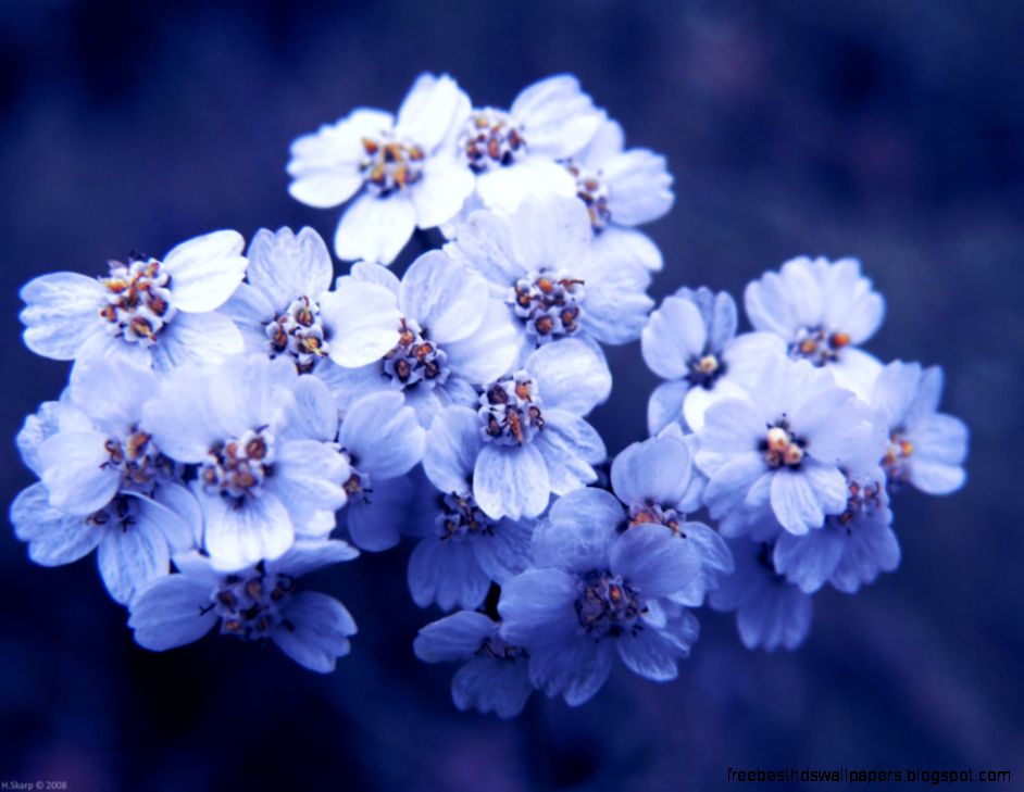 Pretty Flowers by HAL 2oo6 on DeviantArt Pretty Flowers by HAL 2oo6 on DeviantArt