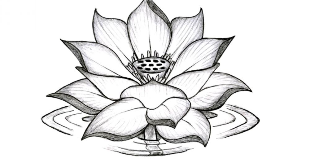  How To Draw Flower Sketch for Beginner