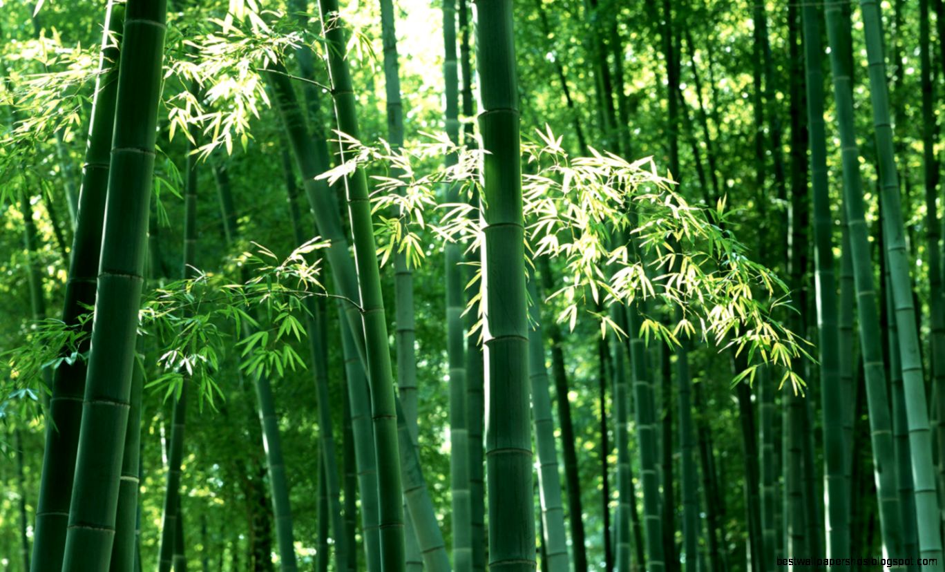bamboo desktop wallpaper bamboo desktop wallpaper