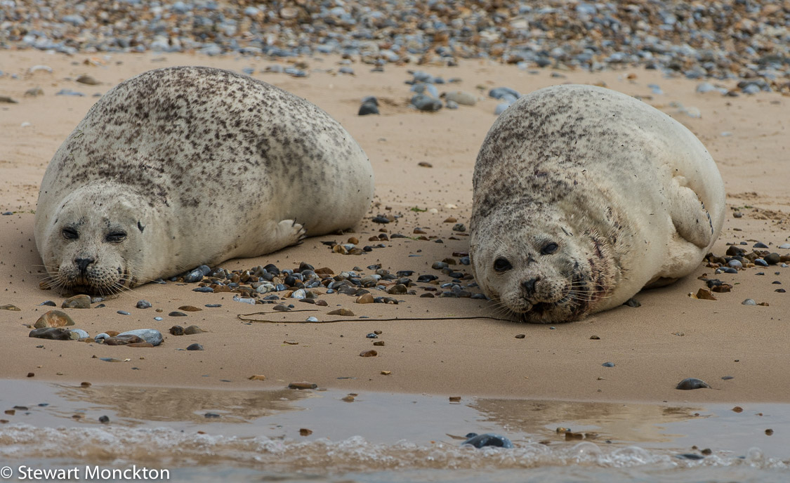 Paying Ready Attention Photo Gallery Blubber at Blakeney Point