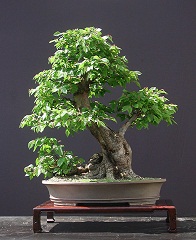 Bonsai: cuidar y cultivar Bonsai: cuidar cultivar