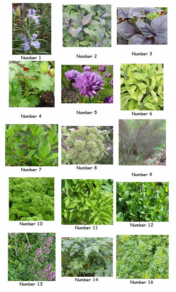 Our Plot at Green Lane Allotments Can you identify these herbs