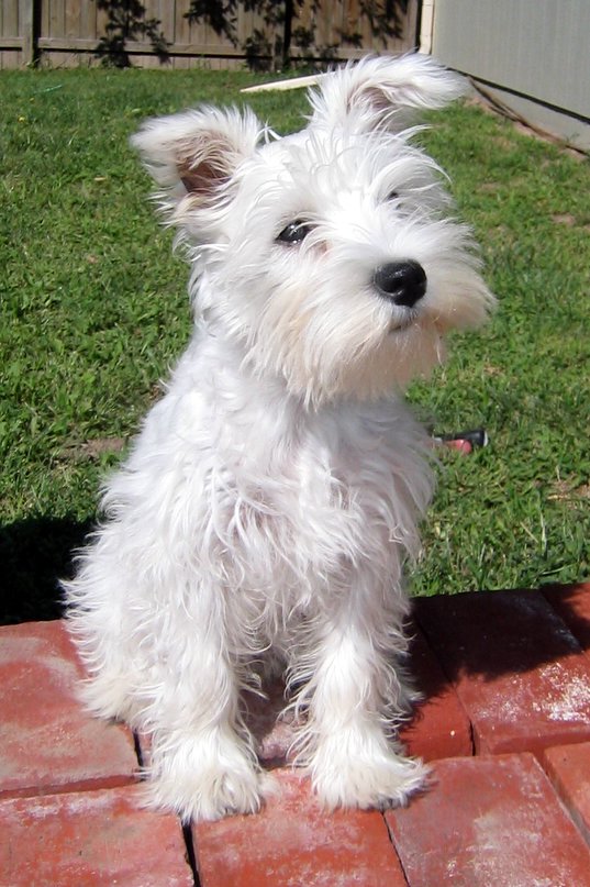 Cute Puppy Dogs: White Miniature Schnauzer Puppies