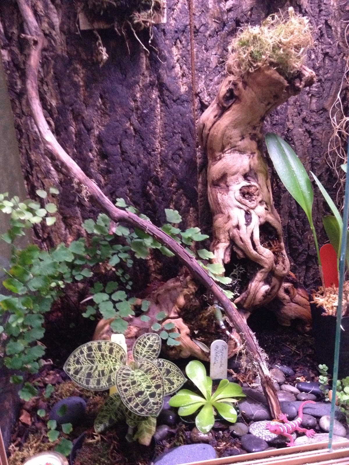 The Orchid Enthuthiast The Terrarium Jewel Orchids and More