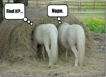 Pictures-of-Funny-Animals-funny-horse-pi