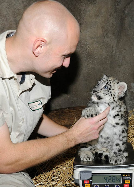 White Wolf : Baby snow leopard makes its debut at Chicago zoo (Video)