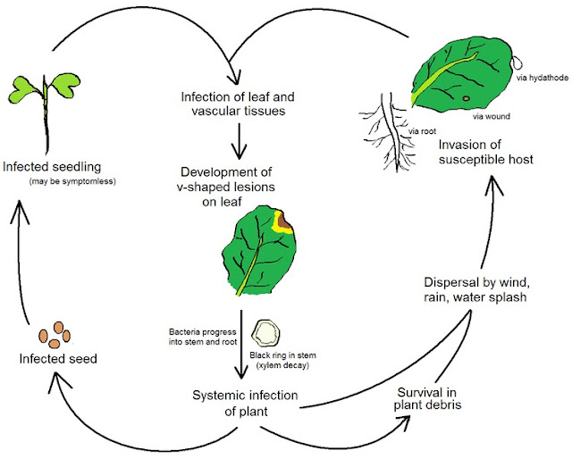 Important plant diseases with special reference to Bihar and Jharkhand
