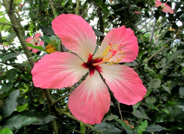 Tropical Rainforest Plants Names Tropical Rainforest Plants Names