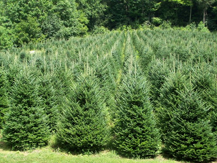 north carolina christmas trees reasons not to buy a fake north carolina christmas trees reasons not to buy a fake
