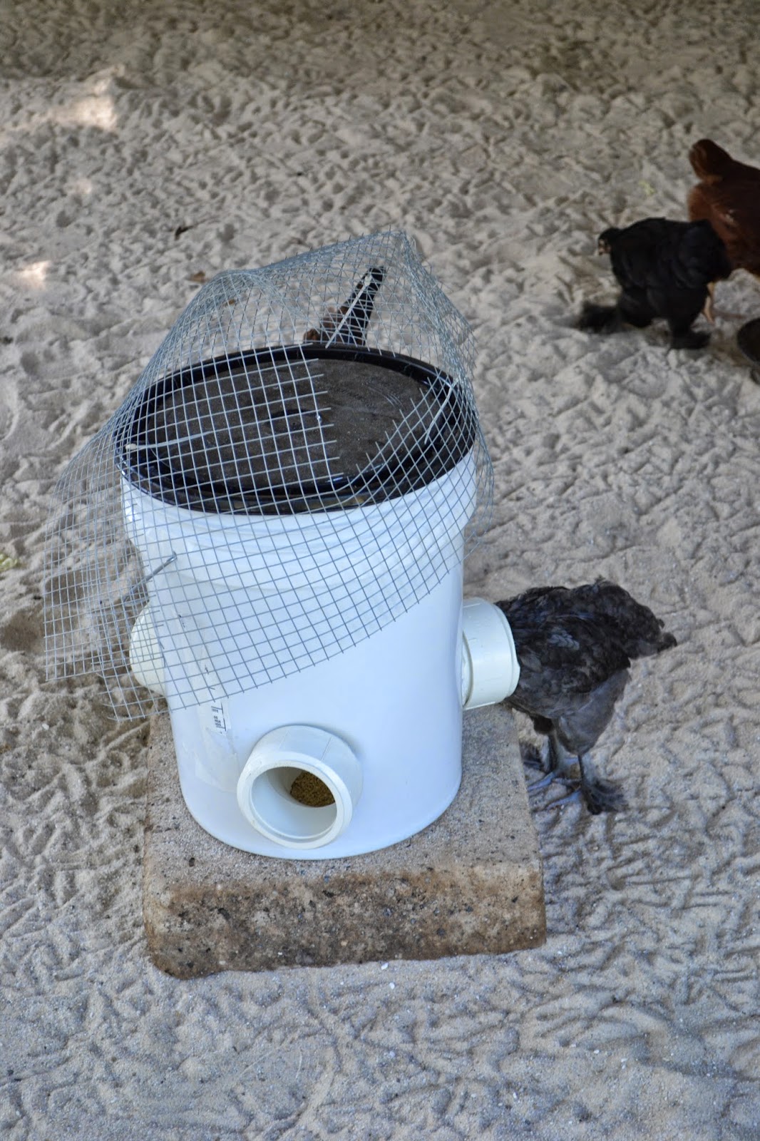 I Heart Decorating Poop Hammocks & Coop Cleaning