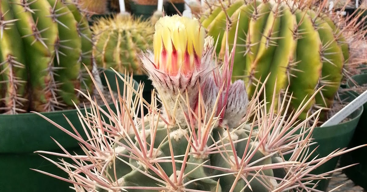 Texas Mountain Trail Daily Photo Watching cacti bloom at Chihuahuan