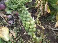 St Ives Allotment - Brussels Sprouts