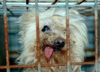 From a puppy mill . . . . . .