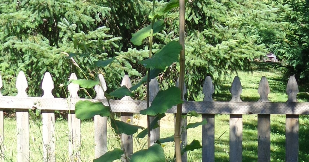 Growing Greener in the Pacific Northwest Hazelnut trees. Nine months
