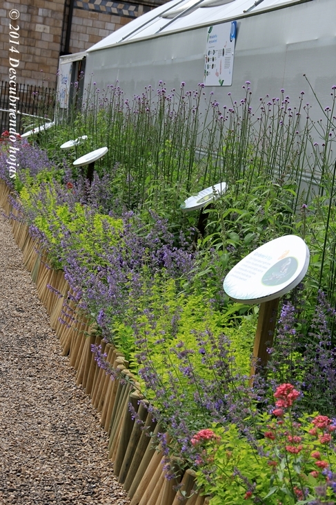 Descubriendo hojas: Un jardín para atraer a las mariposas