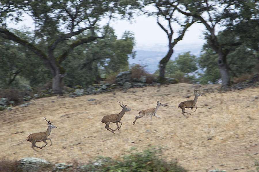Parque Natural Sierra de Hornachuelos, un territorio repleto de tesoros
