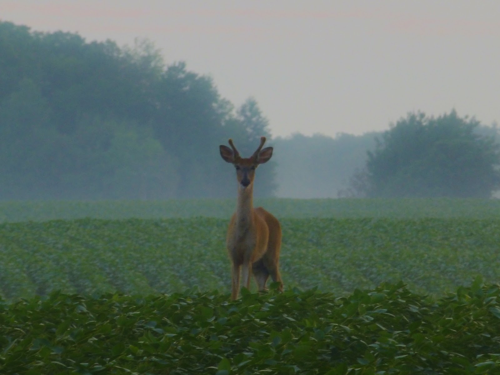 Fair Isle Minnesota Wildlife Butterflies, Frogs and BIRDS!