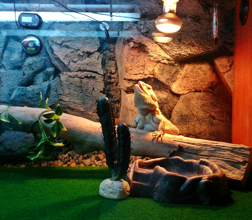 Bearded Dragon Care Bearded Dragon Lighting and Heating.
