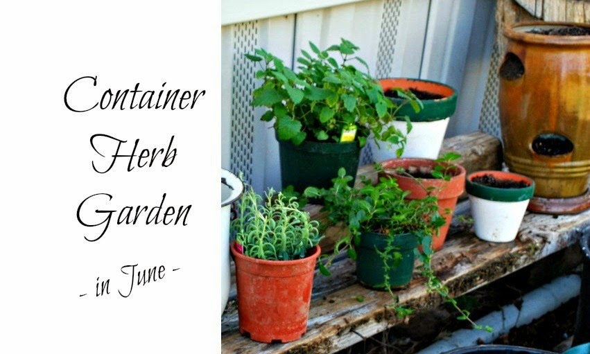 In The Herb Garden in June Oak Hill Homestead