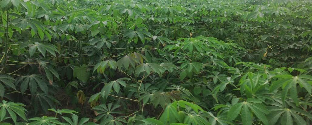 IITA Cassava Weed Management Project