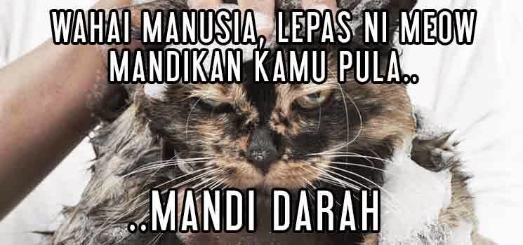 Kucing sedang dimandikan