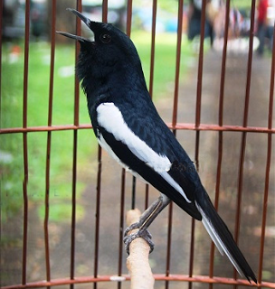 Burung Kacer | Tips Telaten Untuk Perawatan Burung Kacer Bagi Pemula agar Cepat Gacor, Penanganan Saat Mabung, Dan Cara Memilih Burung Kacer Poci Yang Bagus Burung Kacer | Tips Telaten Untuk Perawatan Burung Kacer Bagi Pemula agar Cepat Gacor, Penanganan Saat Mabung, Dan Cara Memilih Burung Kacer Poci Yang Bagus