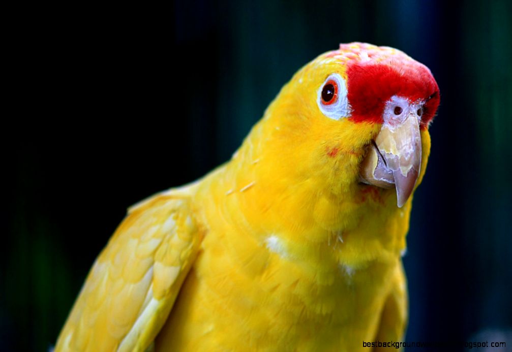 Information about yellow parrot Information about Japan and Information about yellow parrot Information about Japan and