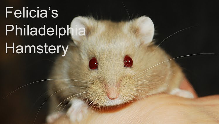 Philadelphia Hamster