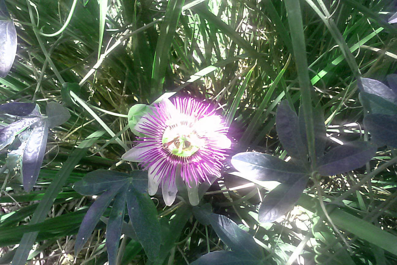 Myth and Symbolism of the Passion Flower Selections from Thoughts on