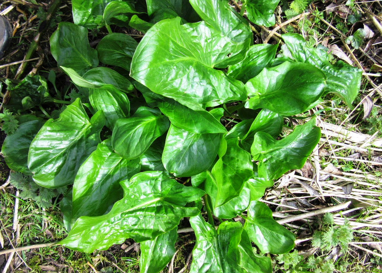 Largo Baywatch CuckooPint Leaves