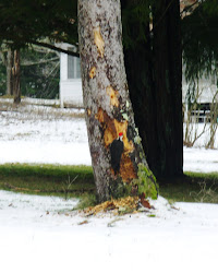 Pileated Woodpecker